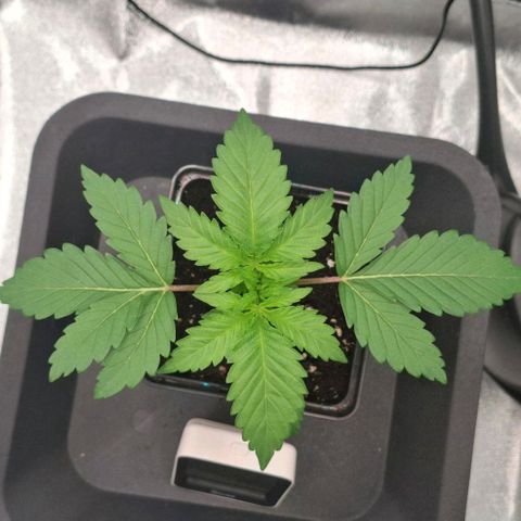 Wedding Gelato #2 growlog timeline photo