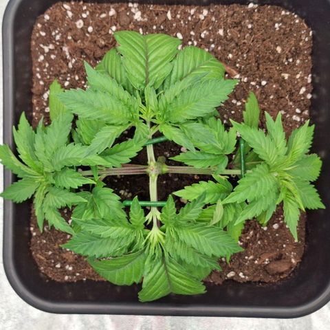Wedding Gelato #2 growlog timeline photo