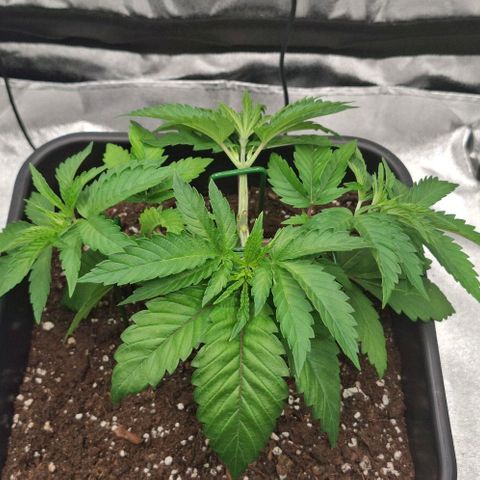 Wedding Gelato #2 growlog timeline photo