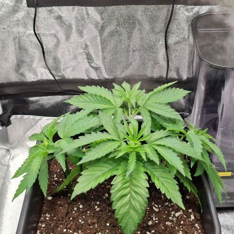 Wedding Gelato #2 growlog timeline photo