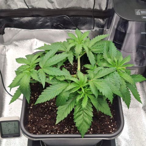 Wedding Gelato #2 growlog timeline photo
