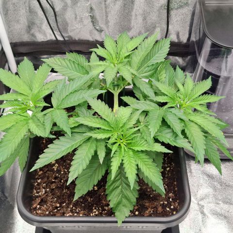 Wedding Gelato #2 growlog timeline photo