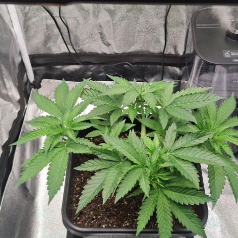 Wedding Gelato #2 growlog timeline photo