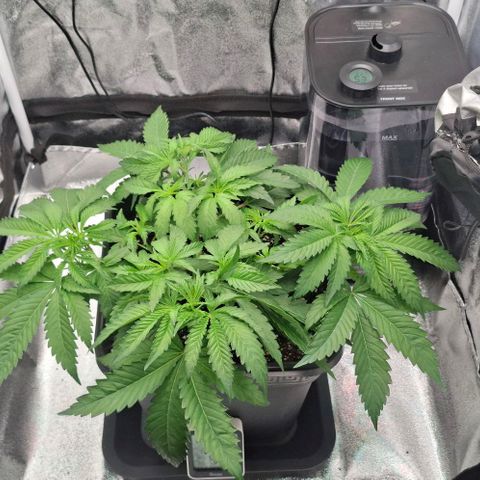 Wedding Gelato #2 growlog timeline photo