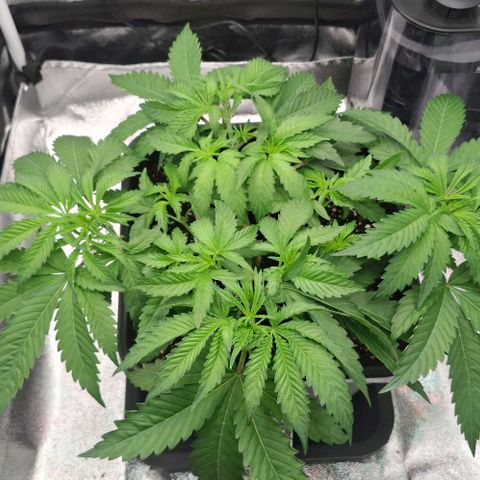 Wedding Gelato #2 growlog timeline photo