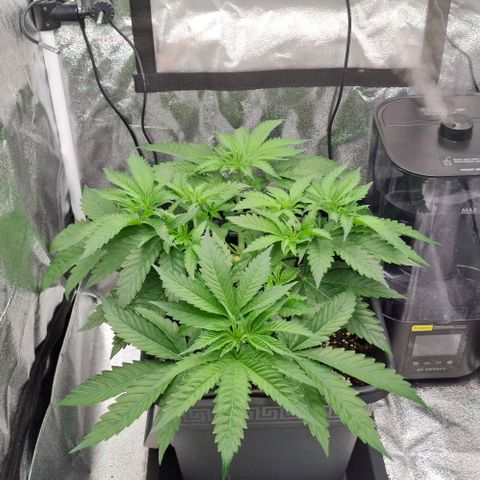 Wedding Gelato #2 growlog timeline photo