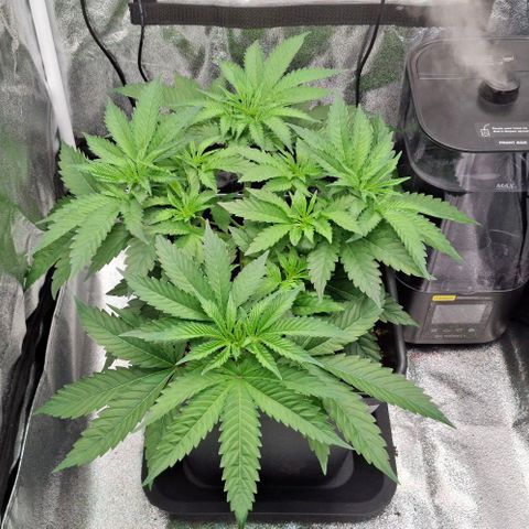 Wedding Gelato #2 growlog timeline photo