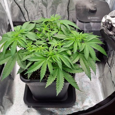 Wedding Gelato #2 growlog timeline photo