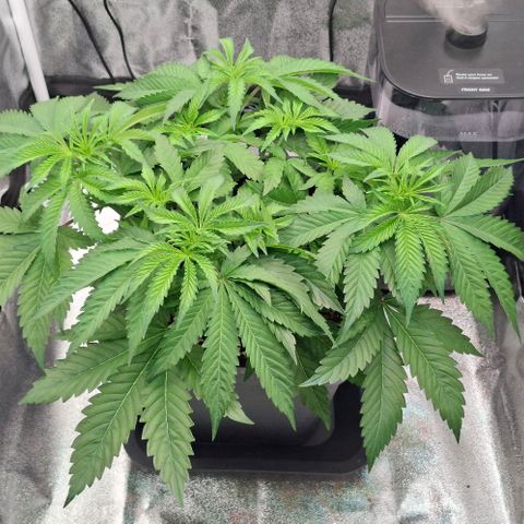 Wedding Gelato #2 growlog timeline photo