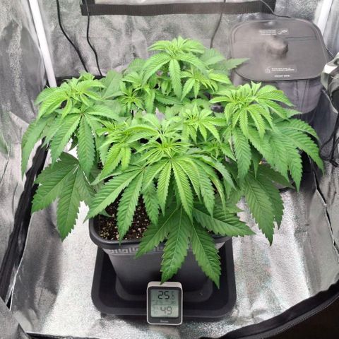 Wedding Gelato #2 growlog timeline photo