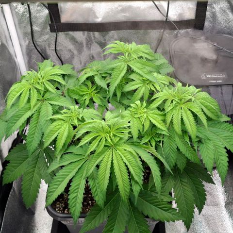 Wedding Gelato #2 growlog timeline photo