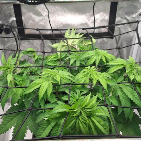 Wedding Gelato #2 growlog timeline photo
