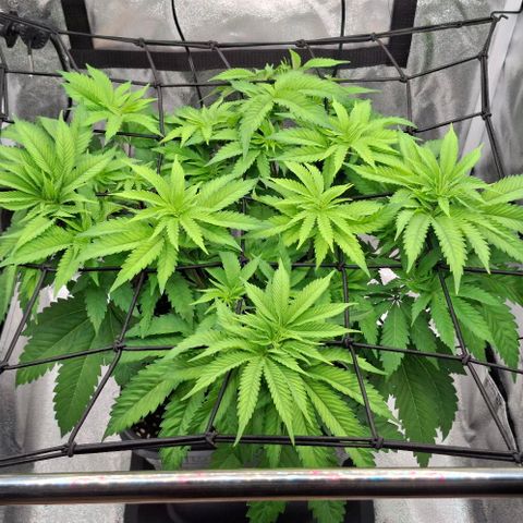 Wedding Gelato #2 growlog timeline photo