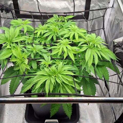 Wedding Gelato #2 growlog timeline photo