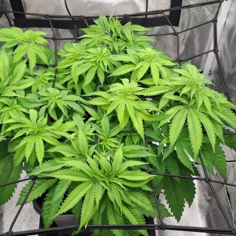 Wedding Gelato #2 growlog timeline photo