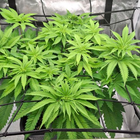 Wedding Gelato #2 growlog timeline photo
