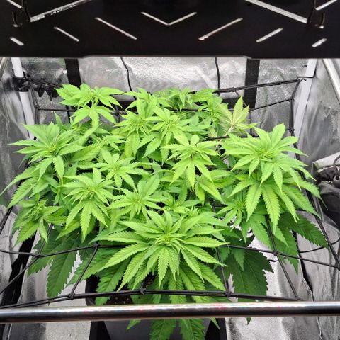 Wedding Gelato #2 growlog timeline photo