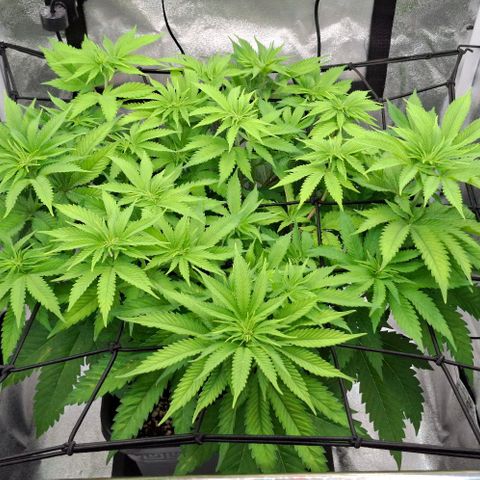 Wedding Gelato #2 growlog timeline photo