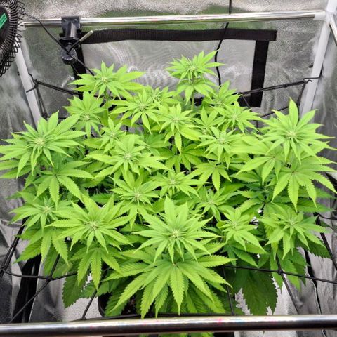 Wedding Gelato #2 growlog timeline photo