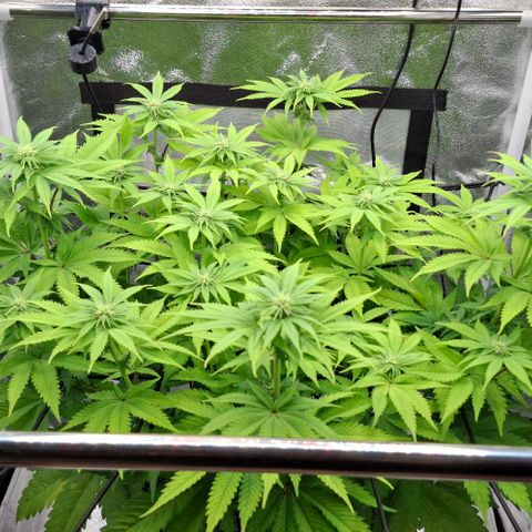Wedding Gelato #2 growlog timeline photo