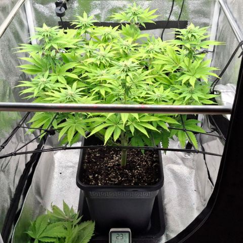 Wedding Gelato #2 growlog timeline photo