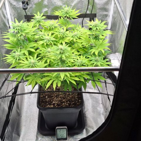 Wedding Gelato #2 growlog timeline photo