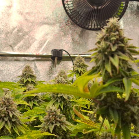 Wedding Gelato #2 growlog timeline photo
