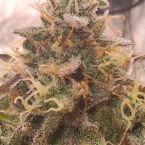Wedding Gelato #2 growlog timeline photo