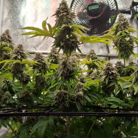 Wedding Gelato #2 growlog timeline photo