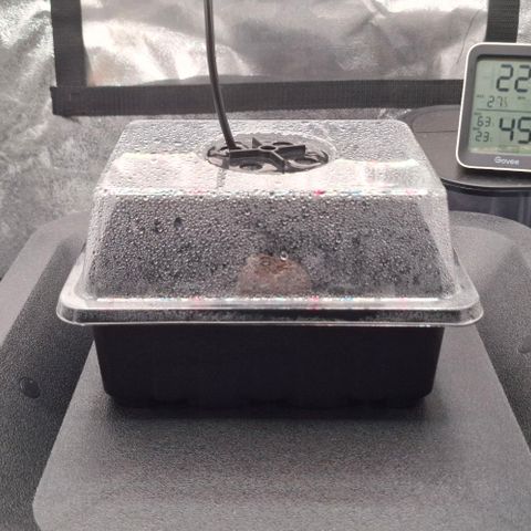 Cherry Poppers #1 growlog timeline photo