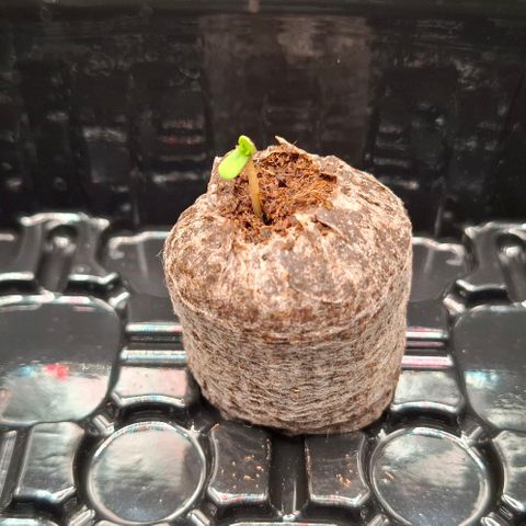 Cherry Poppers #1 growlog timeline photo