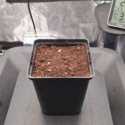 Cherry Poppers #1 growlog timeline photo