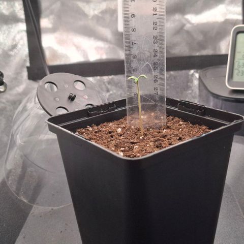 Cherry Poppers #1 growlog timeline photo