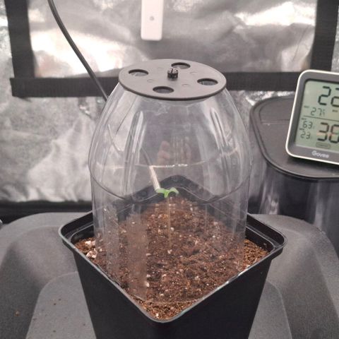 Cherry Poppers #1 growlog timeline photo