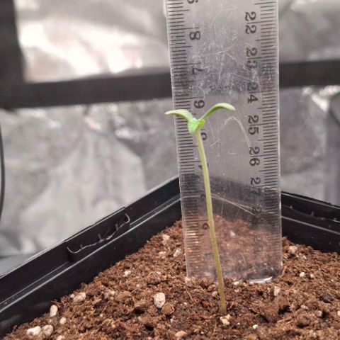 Cherry Poppers #1 growlog timeline photo