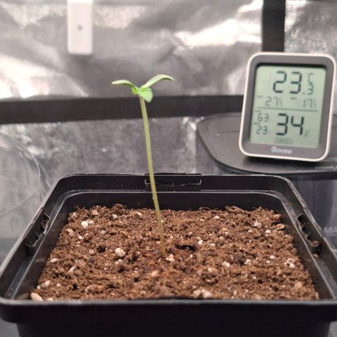 Cherry Poppers #1 growlog timeline photo