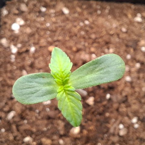 Cherry Poppers #1 growlog timeline photo