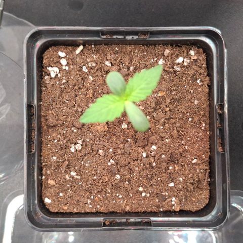 Cherry Poppers #1 growlog timeline photo