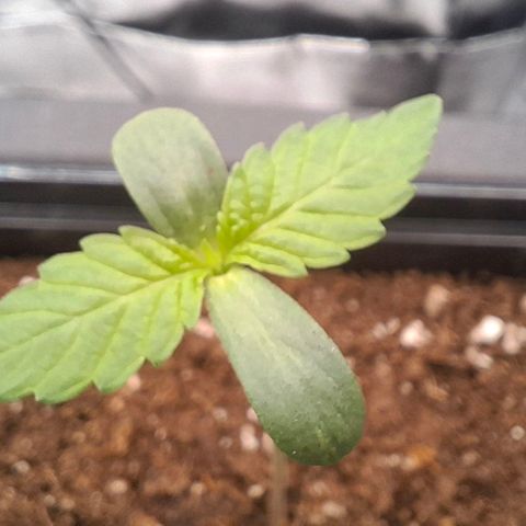 Cherry Poppers #1 growlog timeline photo