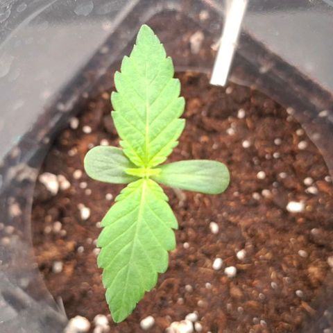 Cherry Poppers #1 growlog timeline photo