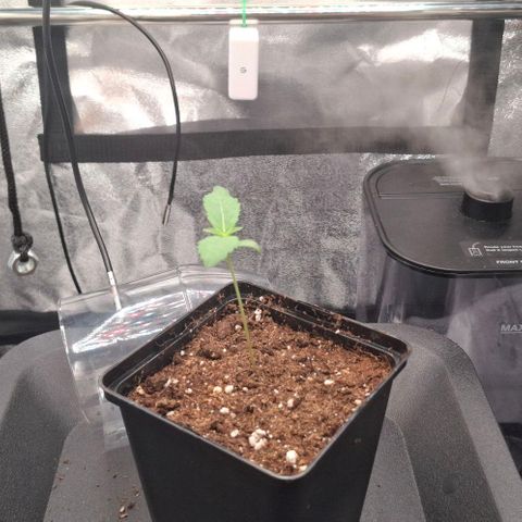 Cherry Poppers #1 growlog timeline photo