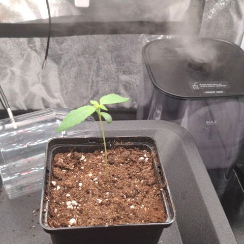 Cherry Poppers #1 growlog timeline photo
