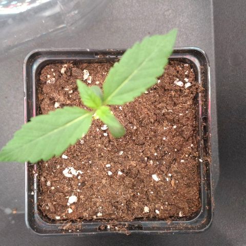 Cherry Poppers #1 growlog timeline photo