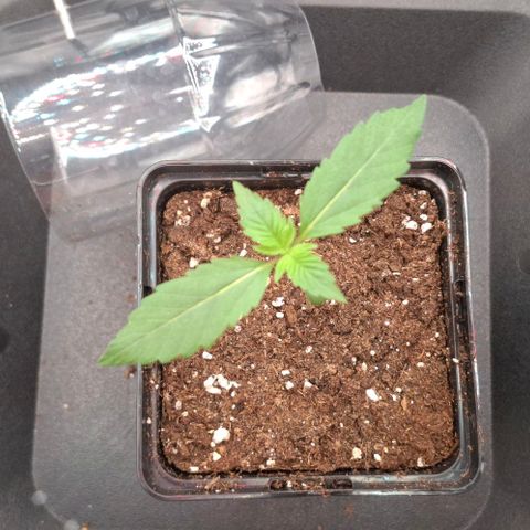 Cherry Poppers #1 growlog timeline photo