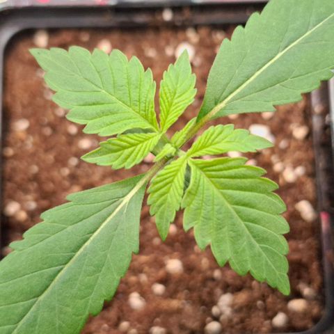 Cherry Poppers #1 growlog timeline photo