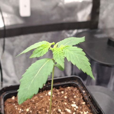 Cherry Poppers #1 growlog timeline photo