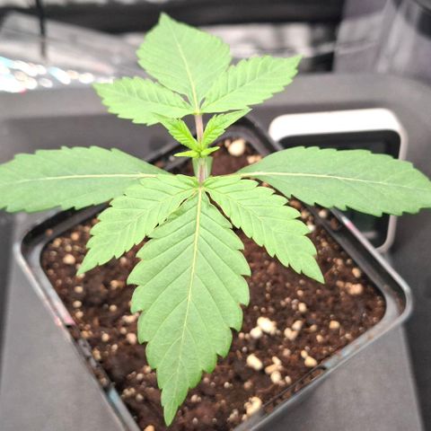 Cherry Poppers #1 growlog timeline photo