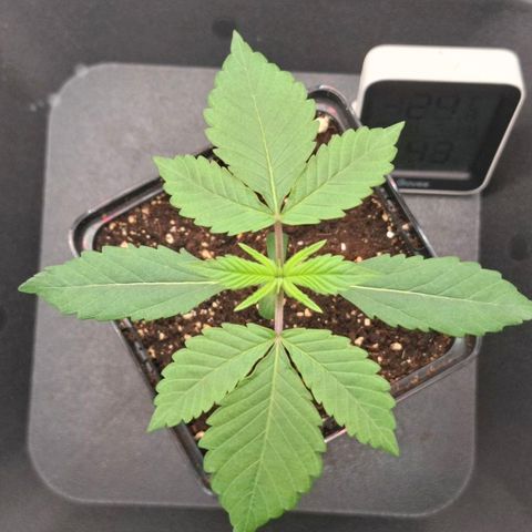 Cherry Poppers #1 growlog timeline photo