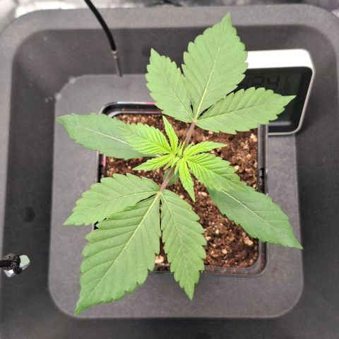 Cherry Poppers #1 growlog timeline photo