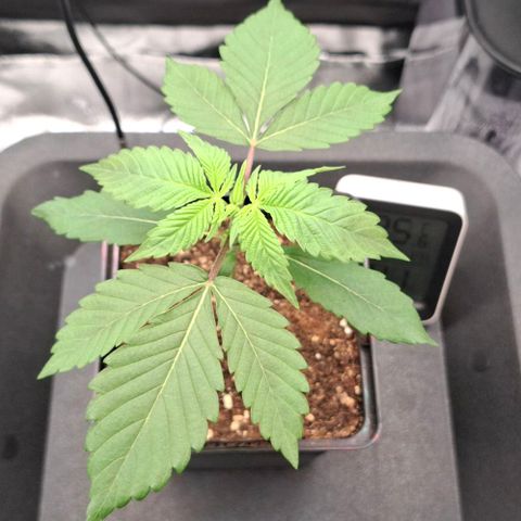 Cherry Poppers #1 growlog timeline photo